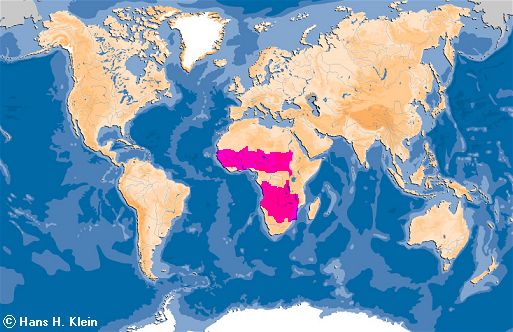 Verbreitungsgebiet des afrikanischen Lungenfisches
