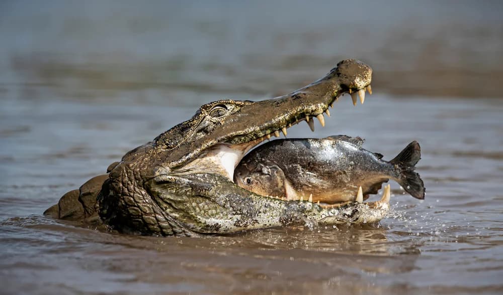 Brillenkaiman