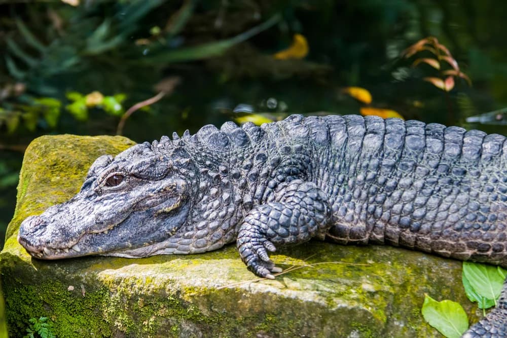 China-Alligator
