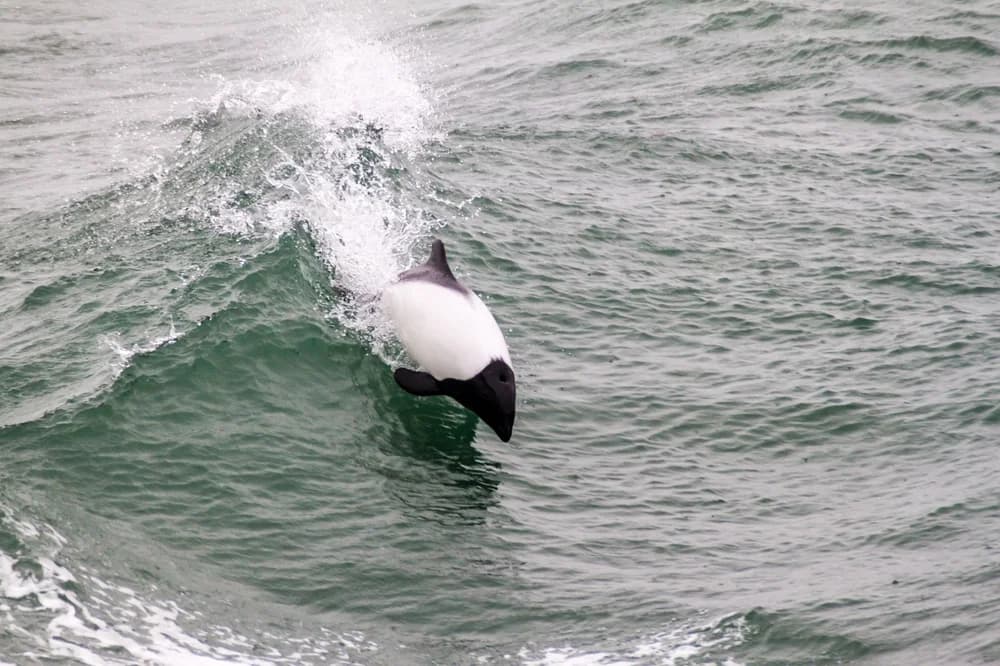 Commerson-Delfin
