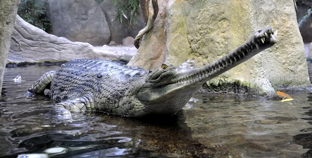 Ganges-Gavial
