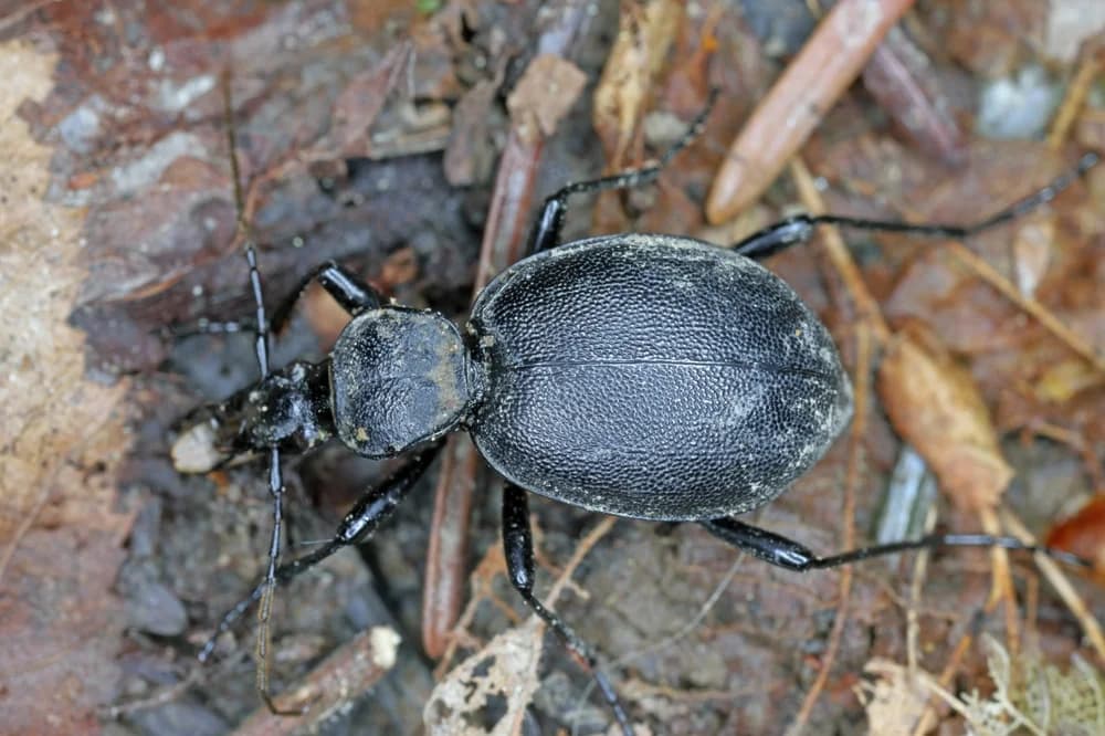 Gewöhnlicher Schaufelläufer