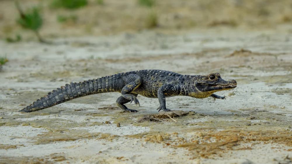 Black,Kajman,Melanosuchus,Niger