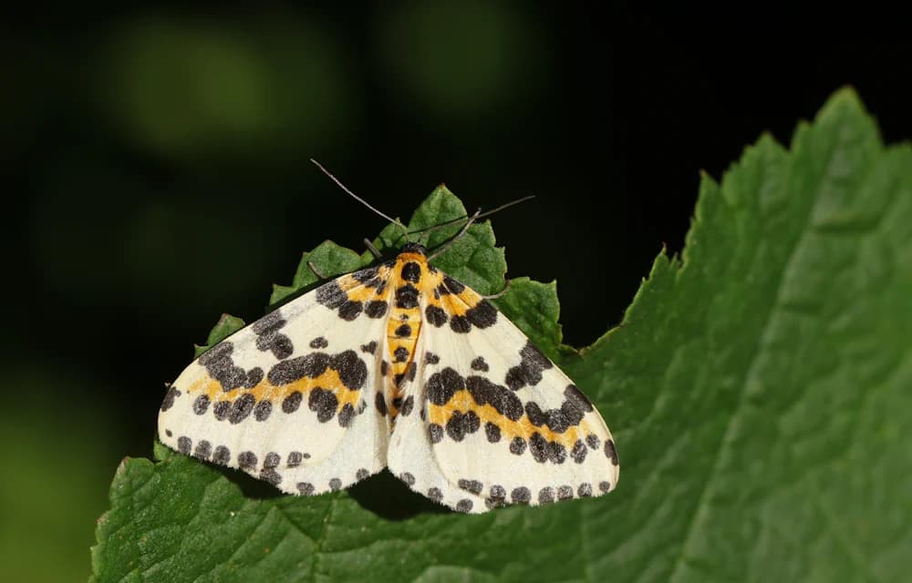 Stachelbeerspanner (Abraxas grossulariata)