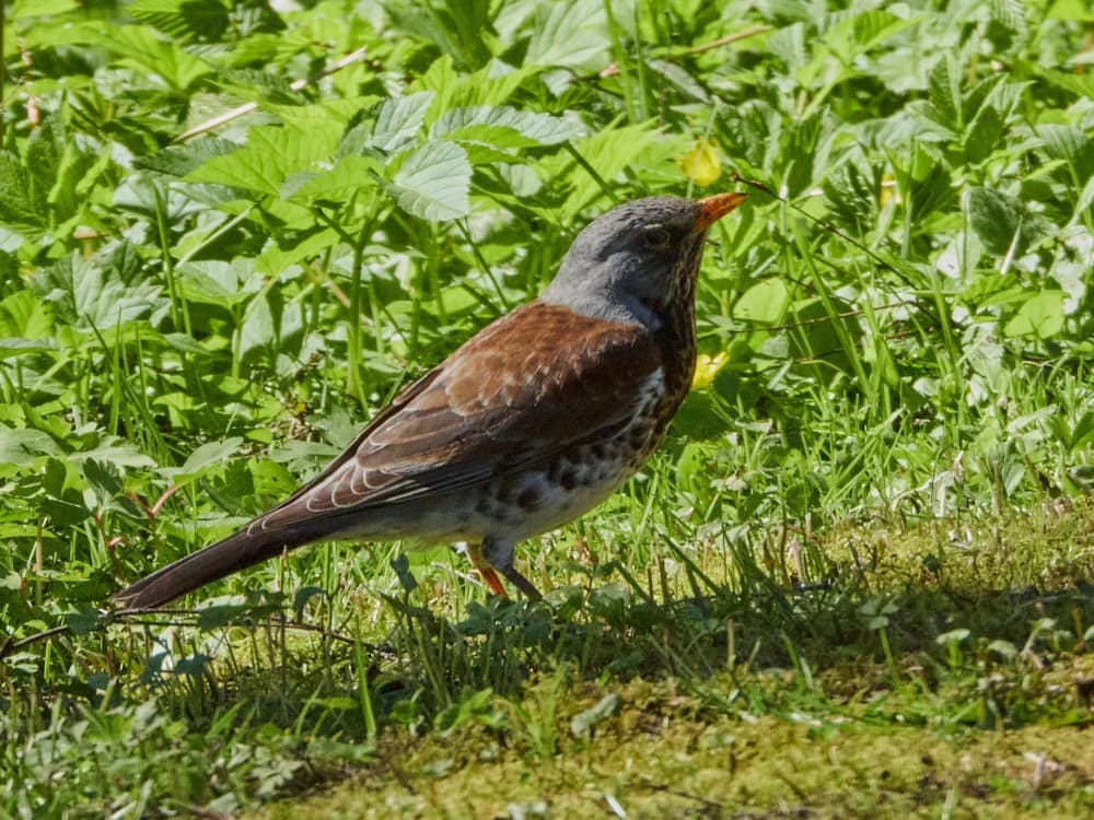 Wacholderdrossel (Turdus pilaris)