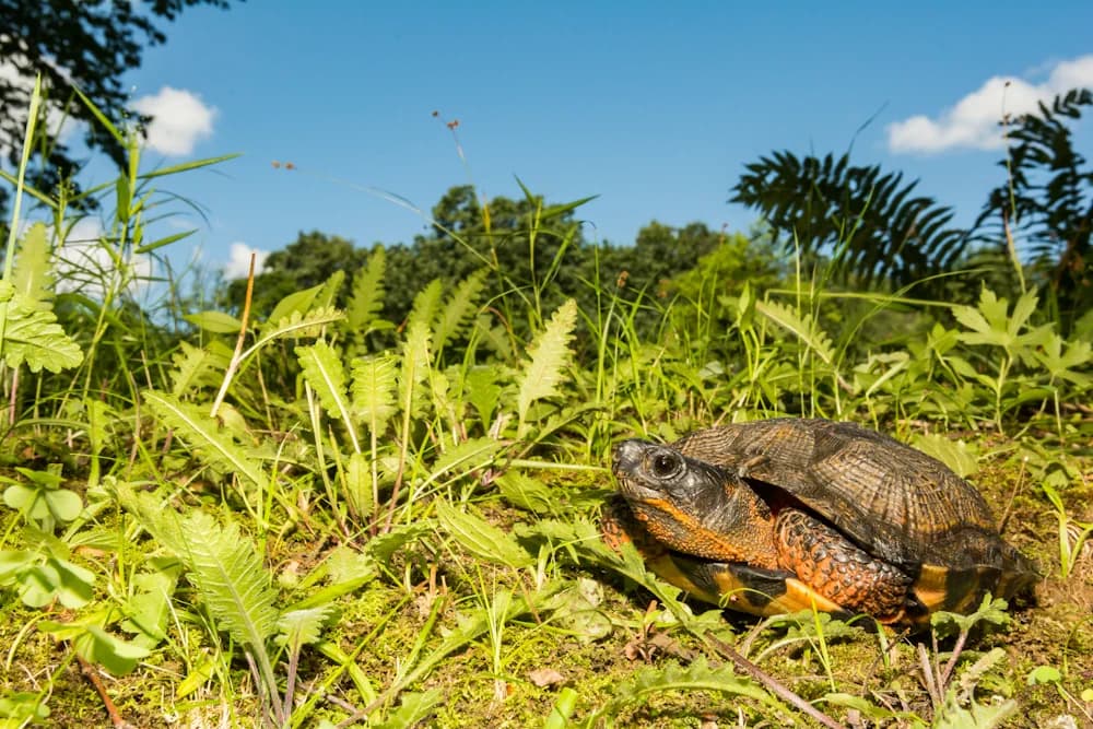 Waldbachschildkröte (Glyptemys insculpta)
