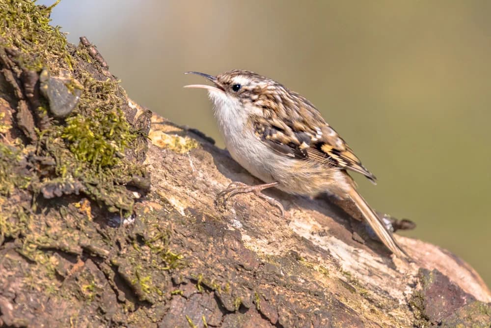Waldbaumläufer  (Certhia familiaris)