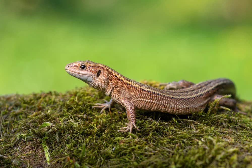 Waldeidechse (Zootoca vivipara)