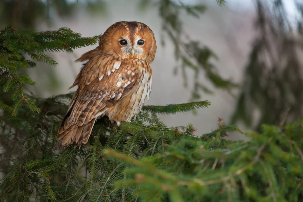 Waldkauz (Strix aluco)