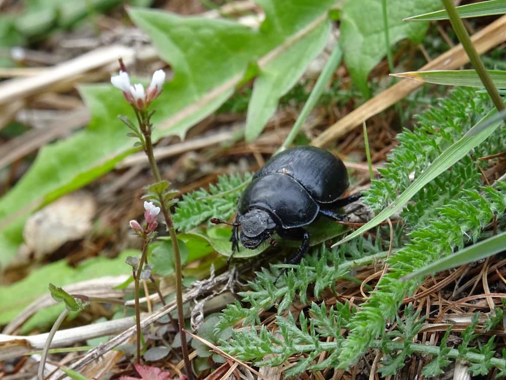Waldmistkäfer (Anoplotrupes stercorosus)
