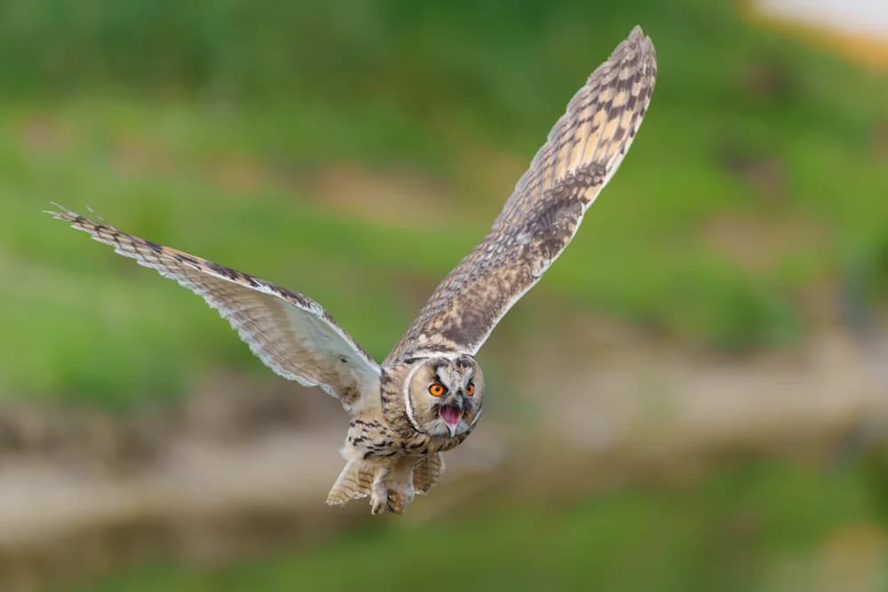 Waldohreule (Asio otus)