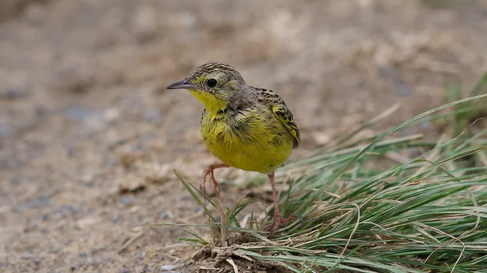 Waldpieper (Anthus chloris)