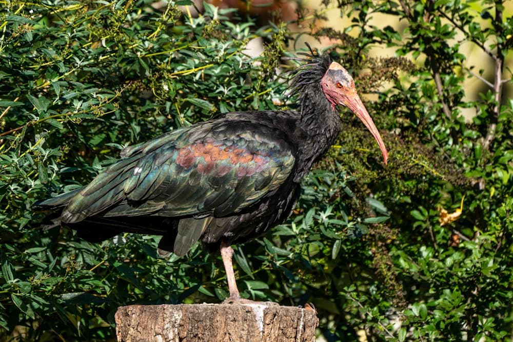 Waldrapp (Geronticus eremita)