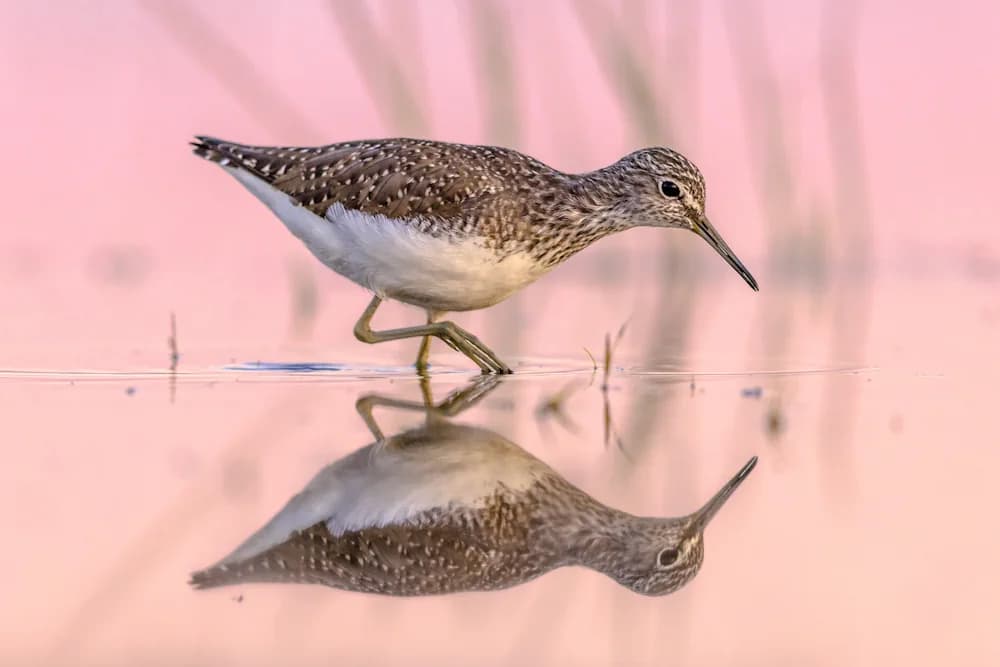 Waldwasserläufer (Tringa ochropus)