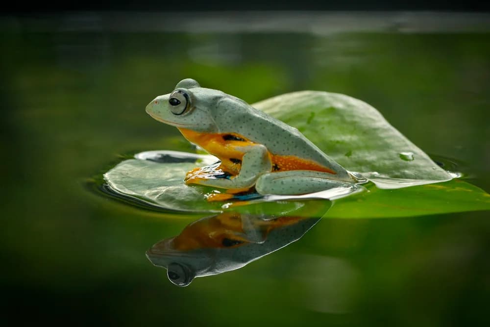 Wallace-Flugfrosch (Rhacophorus nigropalmatus)
