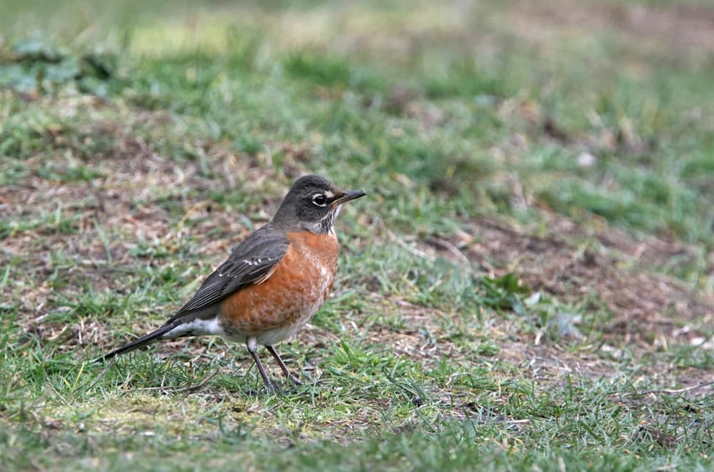 Wanderdrossel (Turdus migratorius)