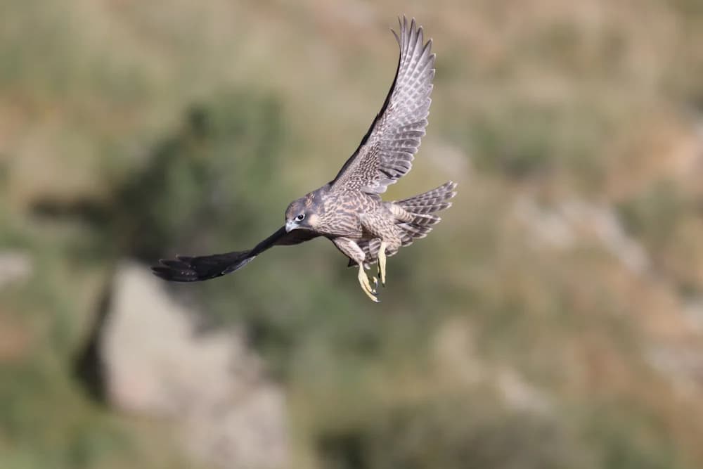 Wanderfalke (Falco peregrinus)