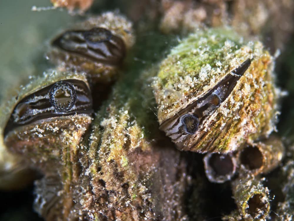 Wandermuschel (Dreissena polymorpha)