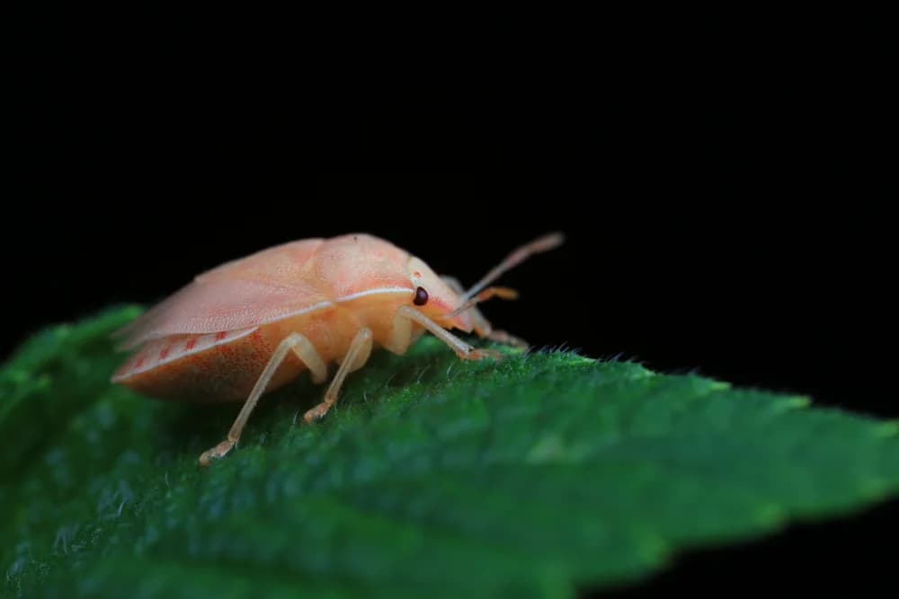 Wanze (Hemiptera)