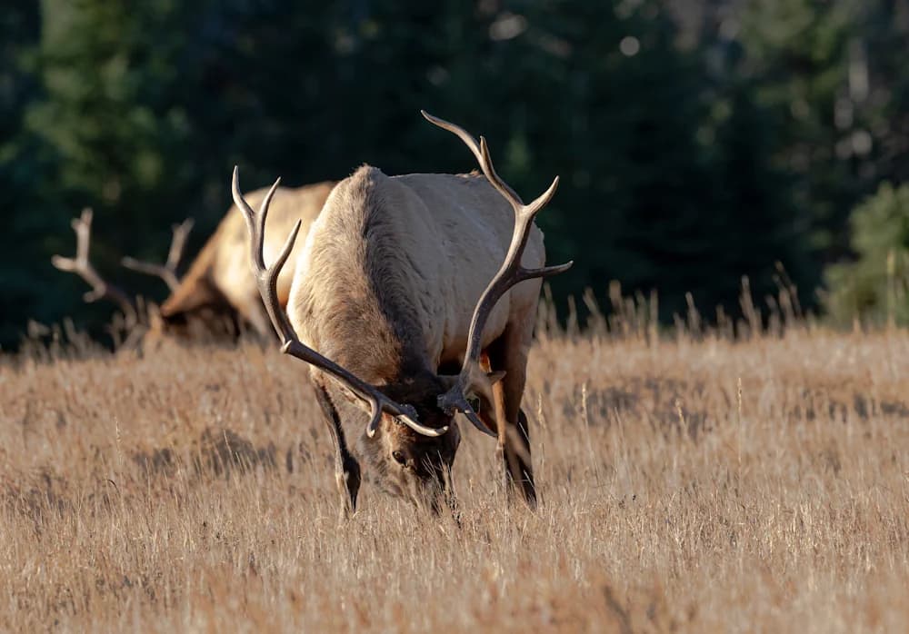 Wapiti (Cervus canadensis)