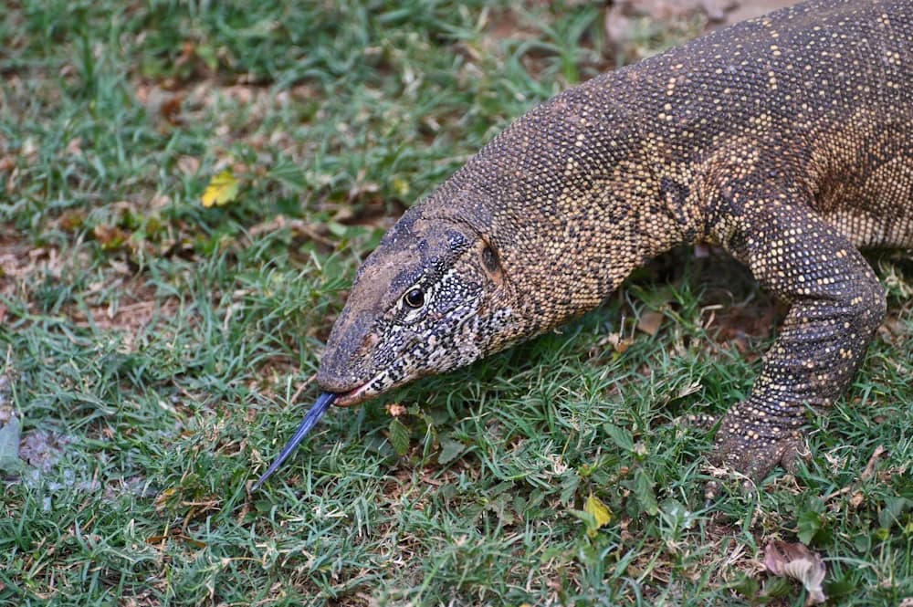 Warane (Varanus)
