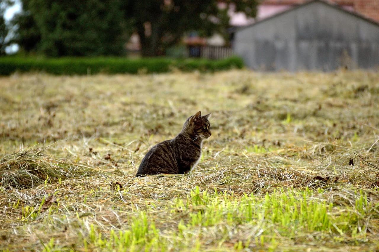 Warum sind Katzen so faszinierende Jäger?