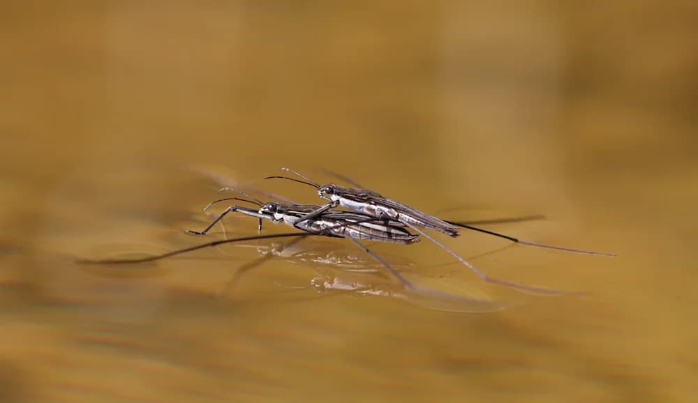 Wasserläufer