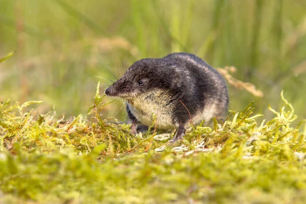 Wasserspitzmaus