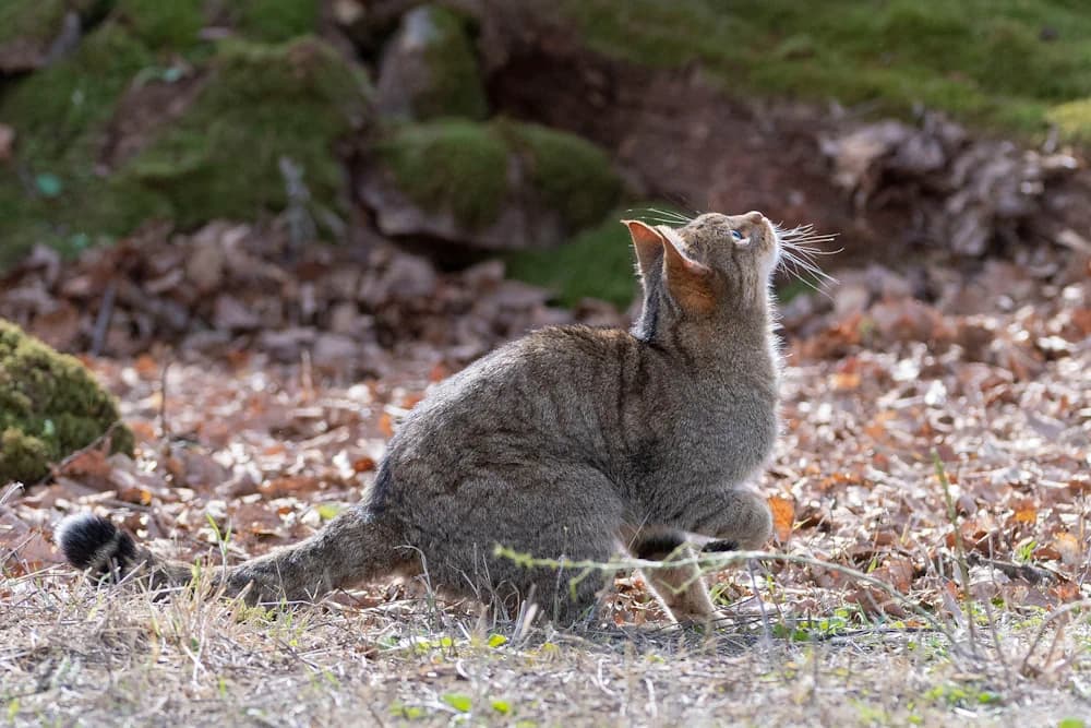 Wildkatze