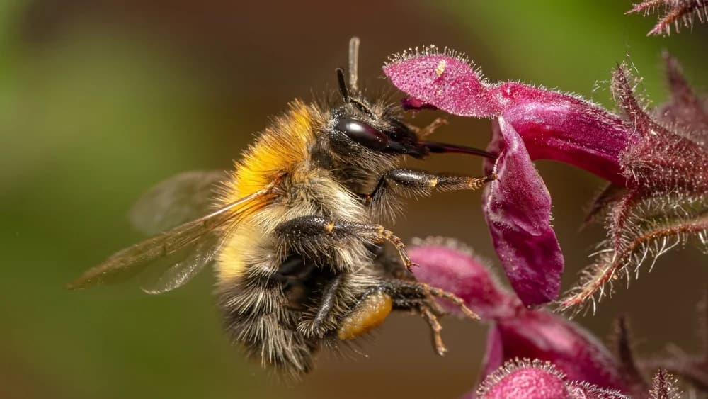 Ackerhummel