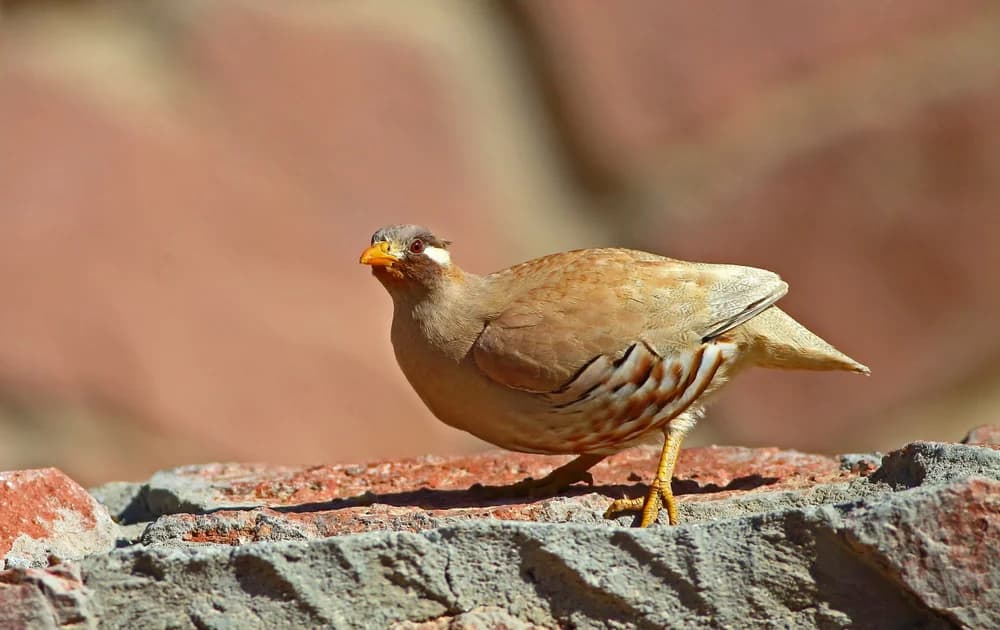 Arabisches Wüstenhuhn