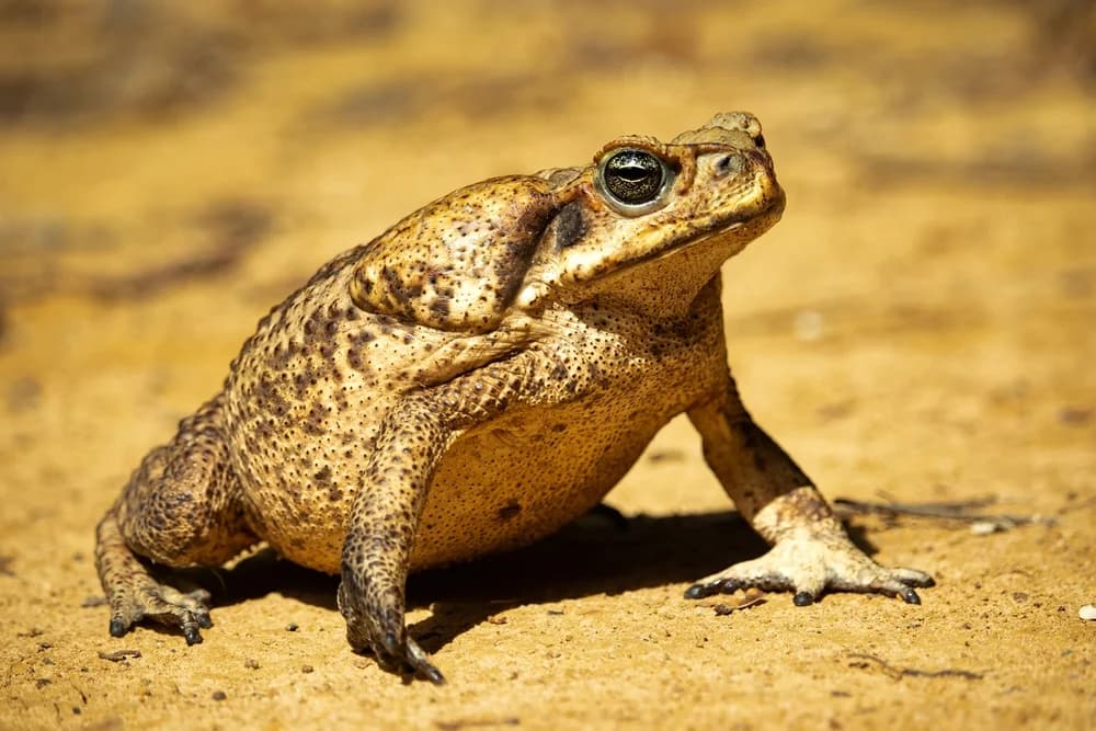 Beutelfrosch