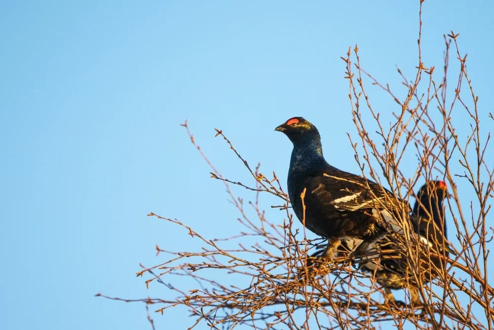 Birkhuhn