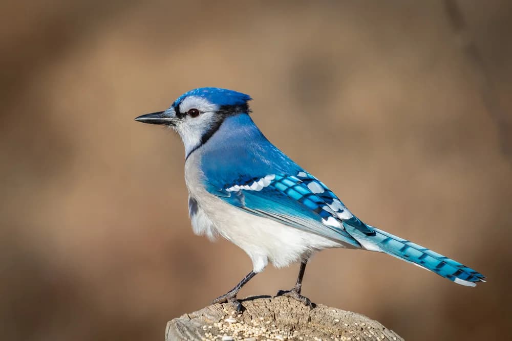 Blauhäher