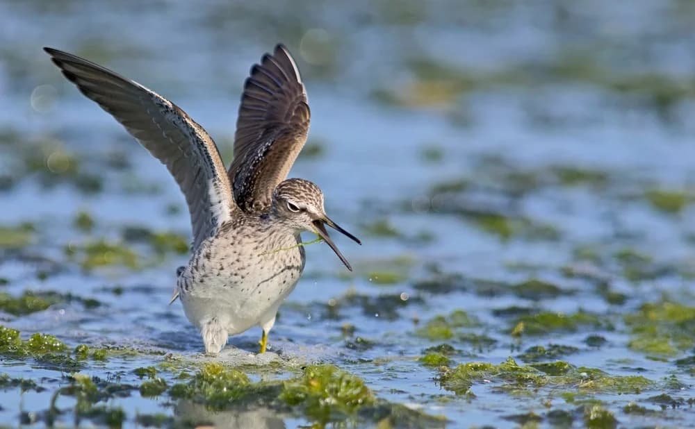 Bruchwasserläufer