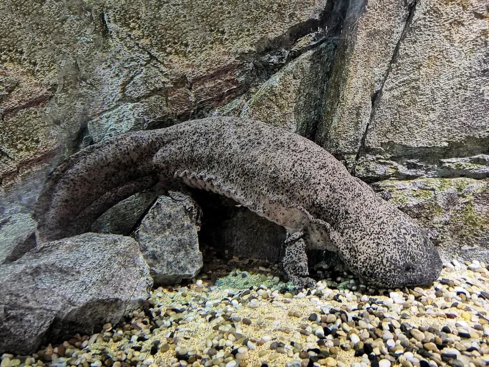 Chinesischer Riesensalamander