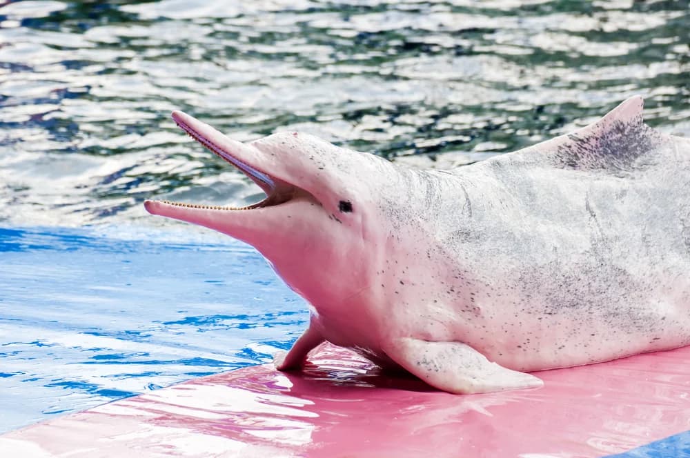 Chinesischer Weißer Delfin