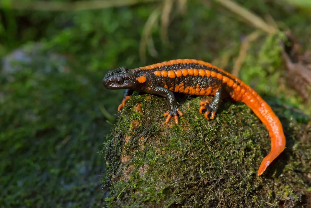 Echte Salamander