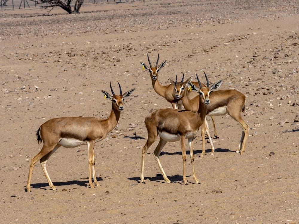 Edmigazelle
