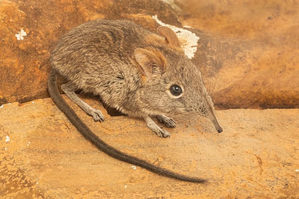 Elefantenspitzmaus