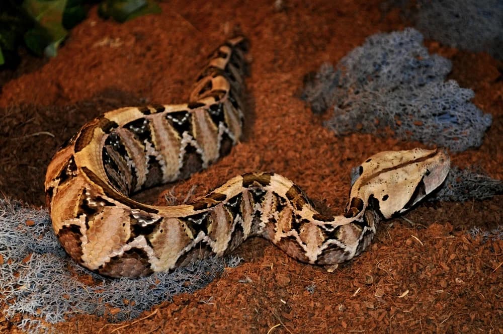 Gabunviper