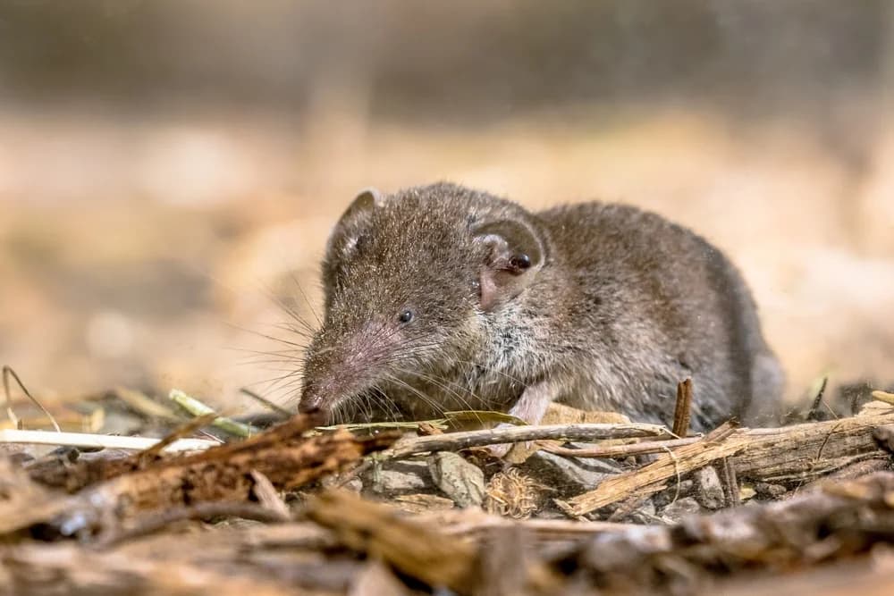 Gartenspitzmaus