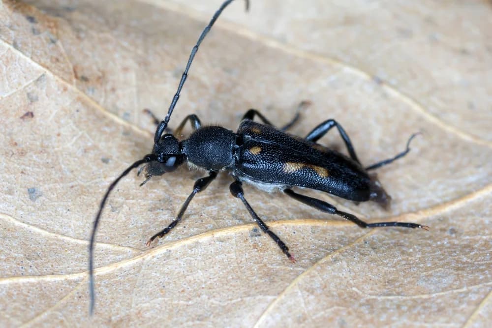 Gefleckter Halsbock