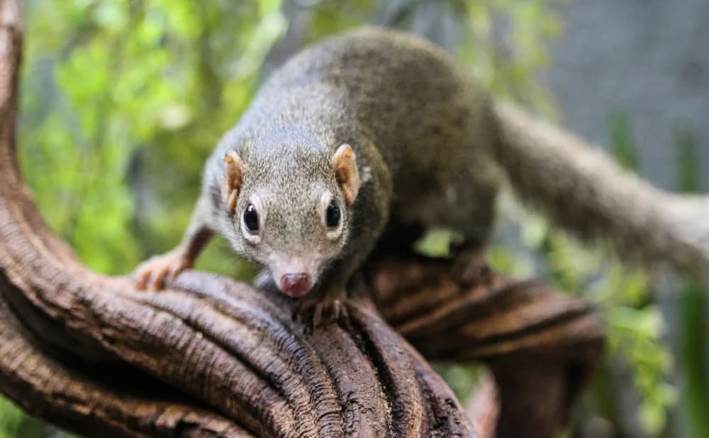 Gewöhnliches Spitzhörnchen