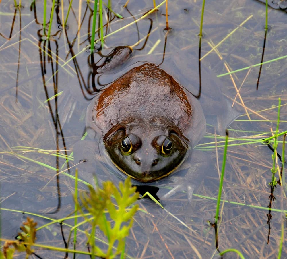 Goliathfrosch