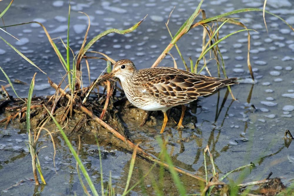 Graubrust-Strandläufer