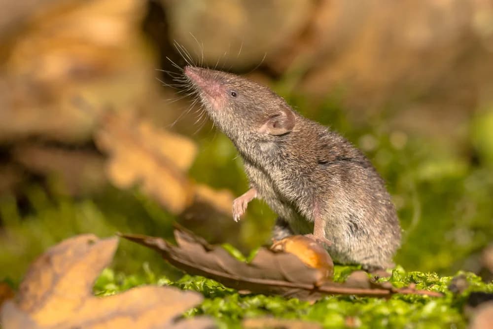 Hausspitzmaus