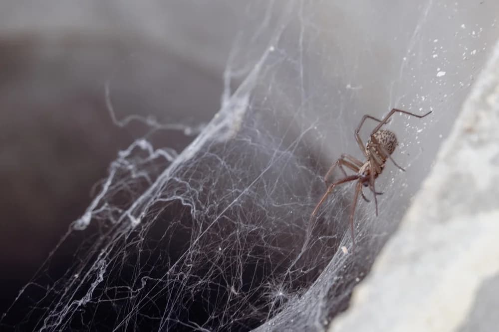 Hauswinkelspinne