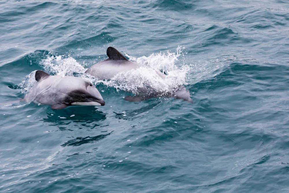 Hector-Delfin