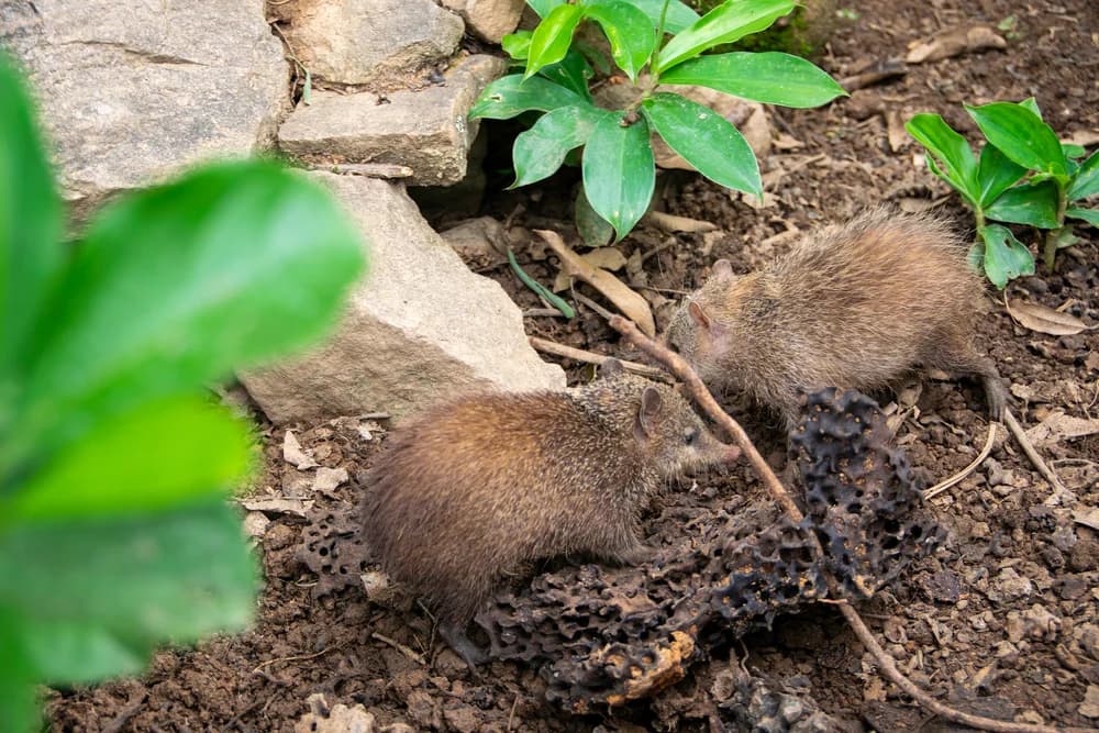 Knirpsspitzmaus